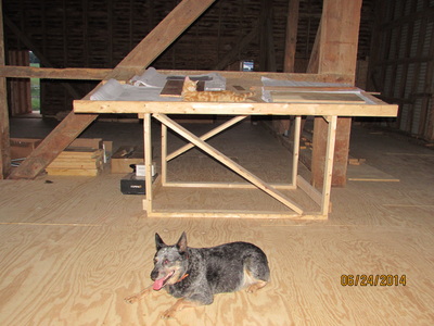 Dog helping with barn construction